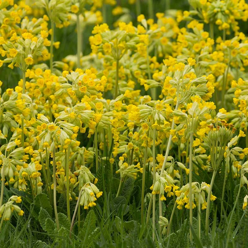 Gullviva, 6-pack 4 Gullviva, 6-pack - Image 2