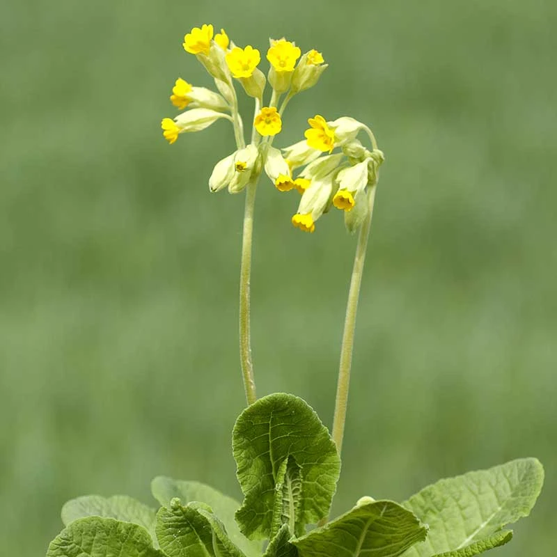 Gullviva, 6-pack 3 Gullviva, 6-pack