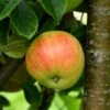 Äpple 'Gyllenkroks Astrakan' -Garden Supplies Sales 2024 gyllenkroks astrakan applet 1