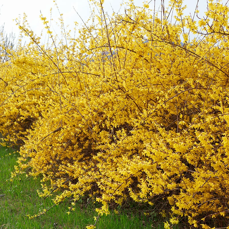 Hybridforsythia 'Freja' E, 10-pack 5 Hybridforsythia 'Freja' E, 10-pack - Image 3