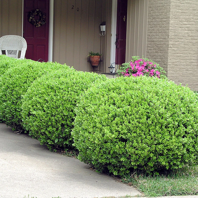 Buxbom Klotformad 35-40cm 3 Buxbom Klotformad 35-40cm