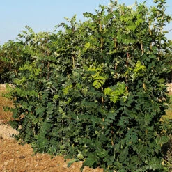 Häckkaragan, Sibirisk ärtbuske 10-pack -Garden Supplies Sales 2024 hackkaragan caragana arborescens