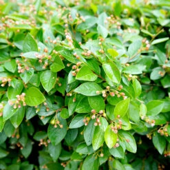 Häckoxbär 10-pack -Garden Supplies Sales 2024 hackoxbar cotoneaster lucidus 1 1