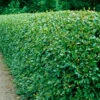 Häckoxbär 10-pack -Garden Supplies Sales 2024 hackoxbar cotoneaster lucidus 1