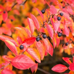 Häckoxbär 10-pack -Garden Supplies Sales 2024 hackoxbar cotoneaster lucidus rod bar