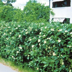 Häckoxel, 50-80 Cm 100-pack -Garden Supplies Sales 2024 hackoxel 50 80 cm 1