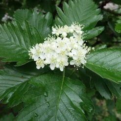 Häckoxel, 50-80 Cm 10-pack -Garden Supplies Sales 2024 hackoxel 50 80 cm 2