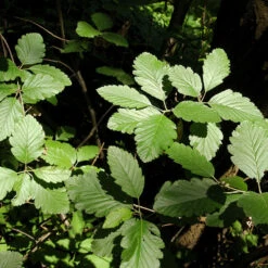 Häckoxel Fk 'Bälinge', 20-pack -Garden Supplies Sales 2024 hackoxel fk balinge blad