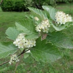 Häckoxel Fk 'Bälinge', 10-pack -Garden Supplies Sales 2024 hackoxel fk balinge i blom 1