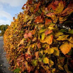 Häckoxel Fk 'Bälinge', 10-pack -Garden Supplies Sales 2024 hackoxel fk balinge pa hosten 1