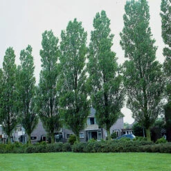 Häckpoppel, 60-100 Cm, 100-pack -Garden Supplies Sales 2024 hackpoppel