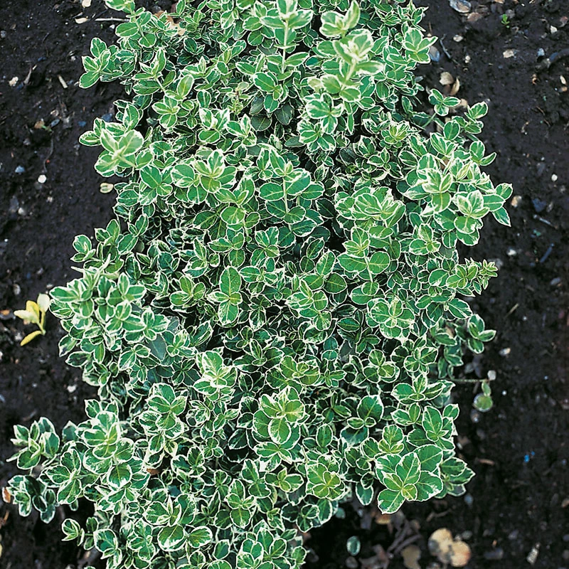 Klätterbenved 10-pack 4 Klätterbenved 10-pack - Image 2