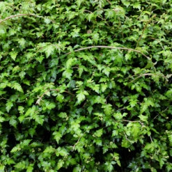 Liten Stefanandra 10-pack 6 Liten Stefanandra 10-pack -Garden Supplies Sales 2024 hackvaxt marktackare liten stefanandra gron