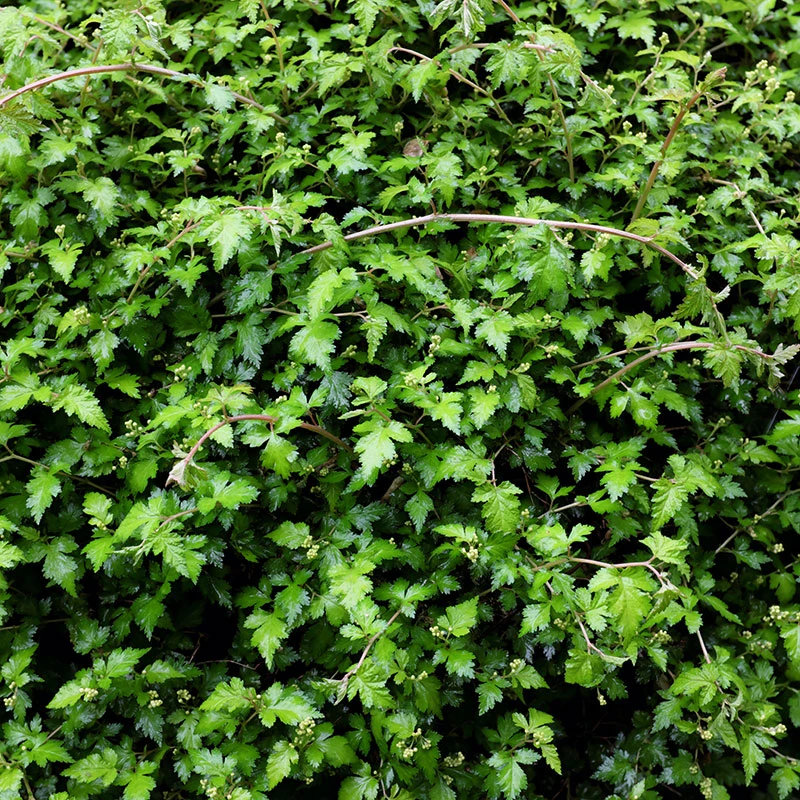 Liten Stefanandra 10-pack 4 Liten Stefanandra 10-pack - Image 2