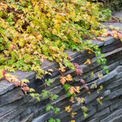 Liten Stefanandra 10-pack 7 Liten Stefanandra 10-pack -Garden Supplies Sales 2024 hackvaxt marktackare liten stefanandra host