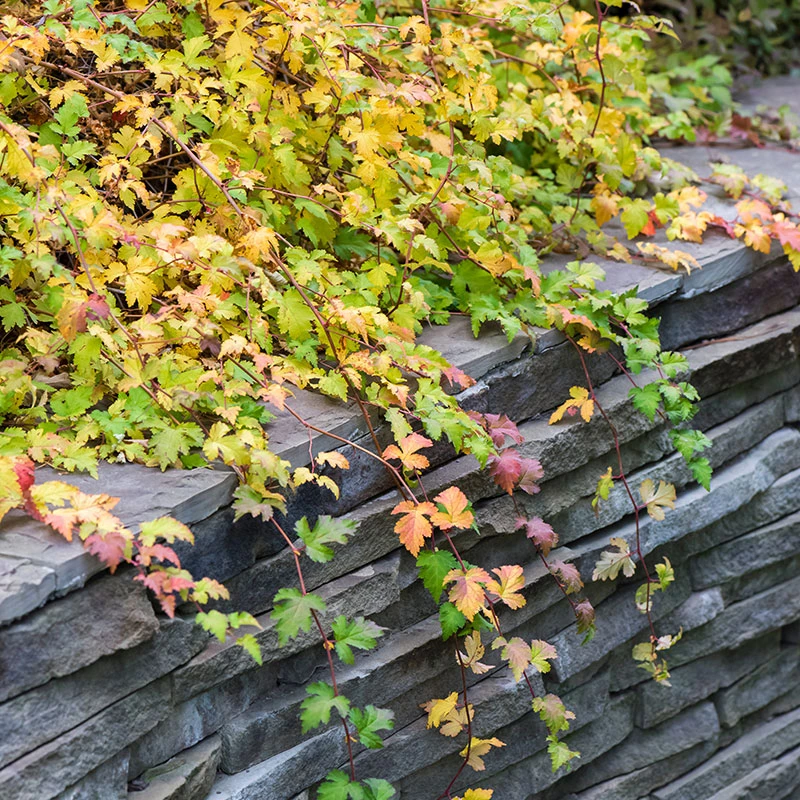 Liten Stefanandra 10-pack 5 Liten Stefanandra 10-pack - Image 3