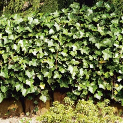 Murgröna, Storbladig, 10-pack -Garden Supplies Sales 2024 hackvaxt marktackare murgrona