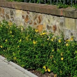 Prakthypericum 10-pack -Garden Supplies Sales 2024 hackvaxt marktackare prakthypericum 2