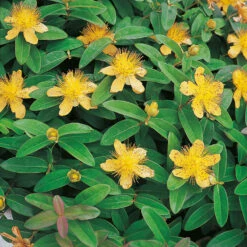 Prakthypericum 10-pack -Garden Supplies Sales 2024 hackvaxt marktackare prakthypericum
