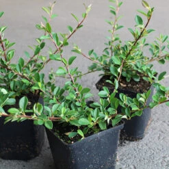 Småbladig Krypoxbär 10-pack 5 Småbladig Krypoxbär 10-pack -Garden Supplies Sales 2024 hackvaxt marktackare smabladig krypoxbar 1