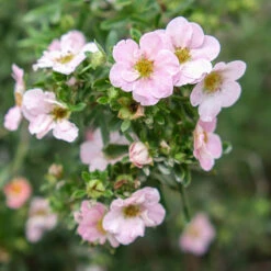 Trädgårdstok 'Pink Beauty' 10-pack -Garden Supplies Sales 2024 hackvaxt olandstok pink beauty 1