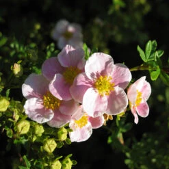 Trädgårdstok 'Pink Beauty' 10-pack -Garden Supplies Sales 2024 hackvaxt olandstok pink beauty 2