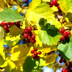 Scharlakanshagtorn 10-pack -Garden Supplies Sales 2024 hackvaxt scharlakanshagtorn 2