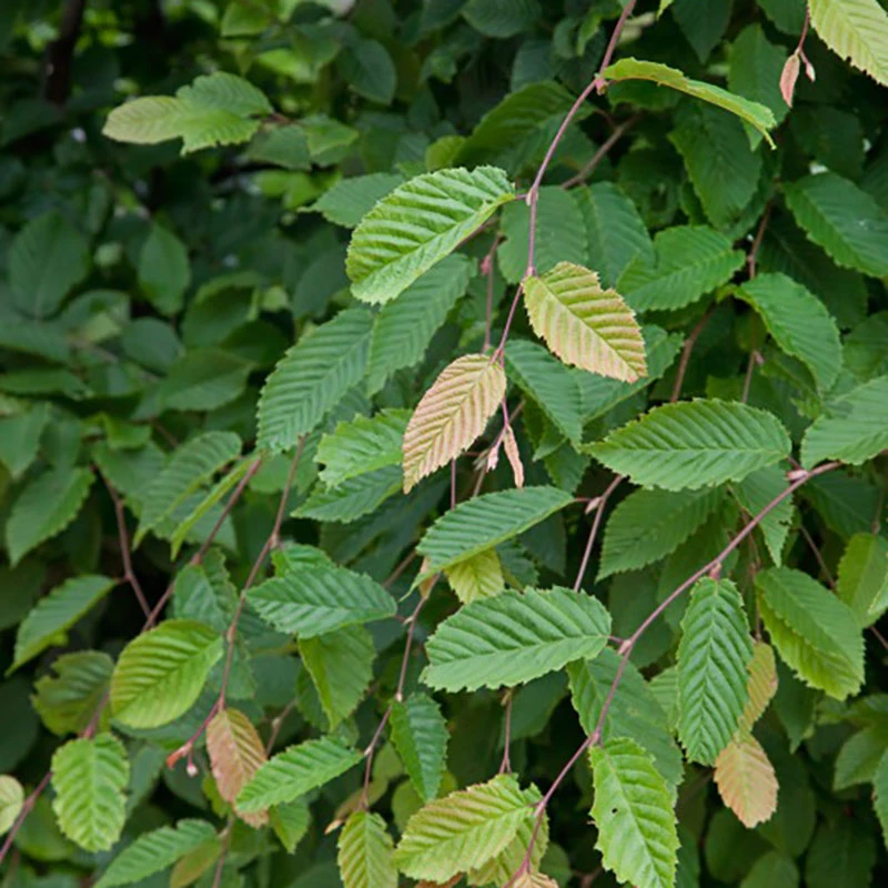 Avenbok 20-pack 3 Avenbok 20-pack