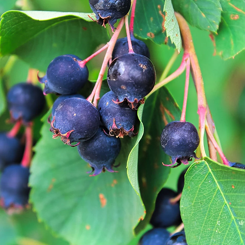 Bärhäggmispel 20-pack 4 Bärhäggmispel 20-pack - Image 2