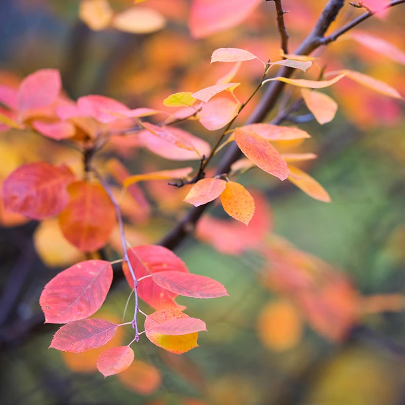 Bärhäggmispel 20-pack 5 Bärhäggmispel 20-pack - Image 3