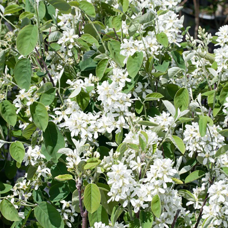 Bärhäggmispel 20-pack 3 Bärhäggmispel 20-pack