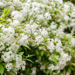 Bruddeutzia 20-pack -Garden Supplies Sales 2024 hackvaxter bruddeutzia 1