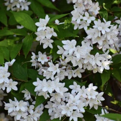 Bruddeutzia 20-pack -Garden Supplies Sales 2024 hackvaxter bruddeutzia 3