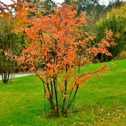 Häggmispel FK FALUN E, 20-pack 7 Häggmispel FK FALUN E, 20-pack -Garden Supplies Sales 2024 hackvaxter haggmispel fk falun e hostfarger