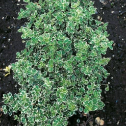 Klätterbenved 'Emarald Gaiety' 20-pack -Garden Supplies Sales 2024 hackvaxter klatterbenved emarald gaiety 2