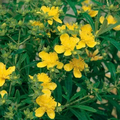 Knapphyperikum 'Gemo' 20-pack -Garden Supplies Sales 2024 hackvaxter knapphyperikum gemo 1