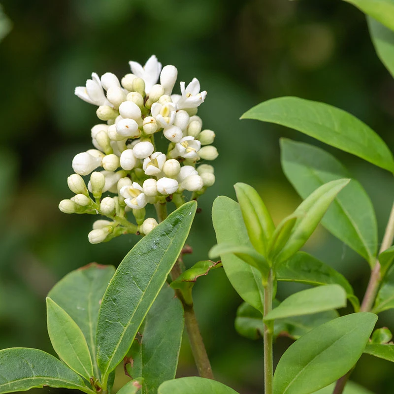 Liguster 20-pack 4 Liguster 20-pack - Image 2