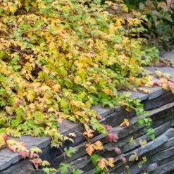 Liten Stefanandra 'Crispa' 20-pack -Garden Supplies Sales 2024 hackvaxter liten stefanandra Crispa 1