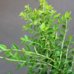 Myrtentry 'Maigrün' 20-pack -Garden Supplies Sales 2024 hackvaxter myrtentry maigrun 1