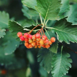 Oxel E, 20-pack 7 Oxel E, 20-pack -Garden Supplies Sales 2024 hackvaxter oxel e ba