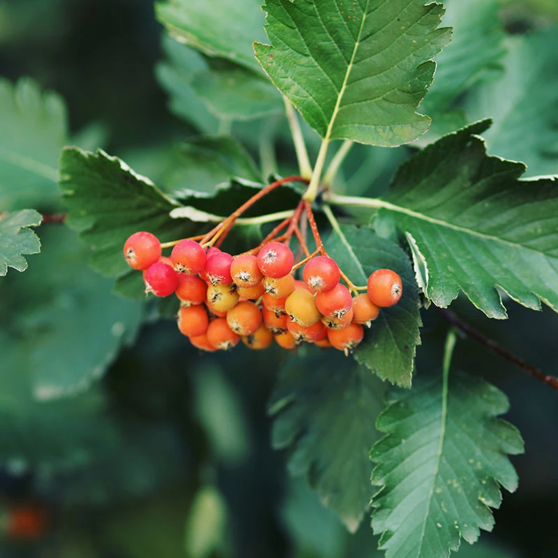 Oxel E, 20-pack 5 Oxel E, 20-pack - Image 3