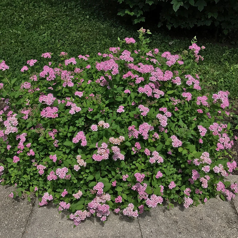 Praktspirea 'Little Princess' 20-pack 3 Praktspirea 'Little Princess' 20-pack