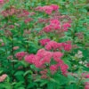 Praktspirea 'Sapho' 20-pack 2 Praktspirea 'Sapho' 20-pack -Garden Supplies Sales 2024 hackvaxter praktspirea sapho