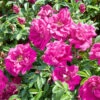 Rugosa-ros 'Hansa' 20-pack -Garden Supplies Sales 2024 hackvaxter rugosa ros hansa