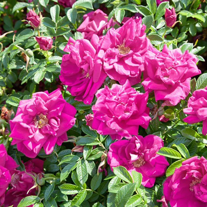 Rugosa-ros 'Hansa' 20-pack 3 Rugosa-ros 'Hansa' 20-pack