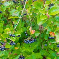 Slånaronia 'Elata' 20-40 Cm, 20-pack 9 Slånaronia 'Elata' 20-40 Cm, 20-pack -Garden Supplies Sales 2024 hackvaxter slanaronia elata 20 40 cm bar