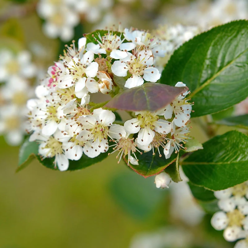 Slånaronia 'Elata' 20-40 Cm, 20-pack 4 Slånaronia 'Elata' 20-40 Cm, 20-pack - Image 2