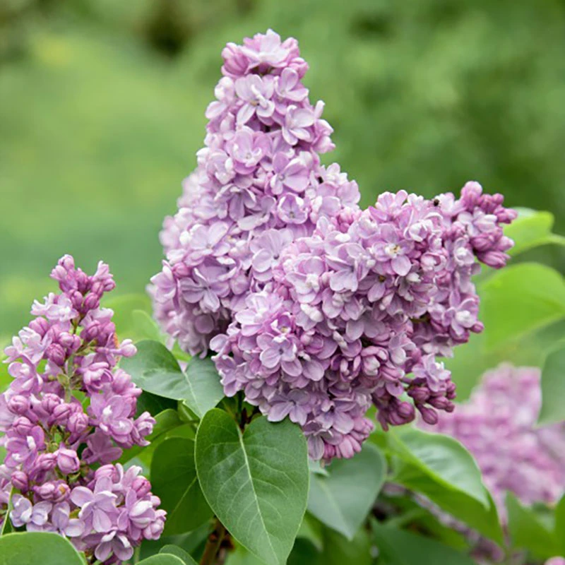 Syren 20-pack 3 Syren 20-pack