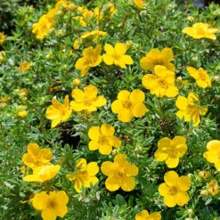 Trädgårdstok 'Goldfinger' E, 20-pack 5 Trädgårdstok 'Goldfinger' E, 20-pack -Garden Supplies Sales 2024 hackvaxter tradgardstok goldfinger e 1