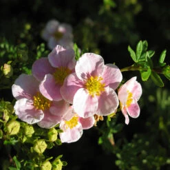 Trädgårdstok 'Pink Beauty' 20-pack -Garden Supplies Sales 2024 hackvaxter tradgardstok pink beauty 2